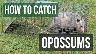 How to Catch an Opossum with a Live Animal Trap