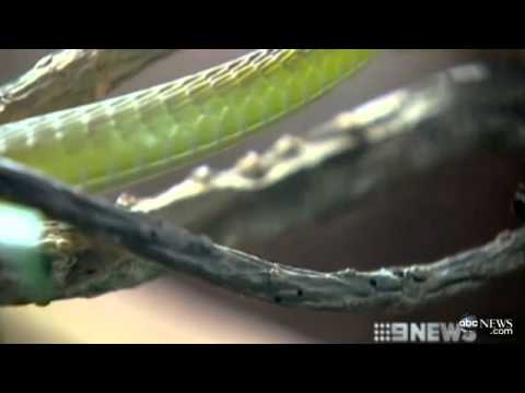 !!SNAKE SURPRISES AUSTRALIAN PILOT ON PLANE!!