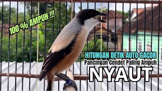 Download lagu burung cendet gacor FULL ISIAN JUARA buat PANCINGAN CENDET AGAR BUNYI,, jadikan BURUNG PENTET GACOR mp3