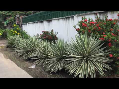 ĐẤT MẶT TIỀN ĐƯỜNG NỘI BỘ CƯ XÁ ĐIỆN LỰC ĐỐI DIỆN CÓ CÔNG VIÊN MÁT MẺ AN NINH