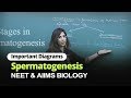 NEET Biology Spermatogenesis Important Diagram In English Misostudy