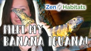 Banana Pectinata Enclosure // Zen Habitats Set up for my NEW Banana Spiny Tail Iguana