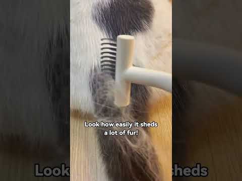 Real Test, Is This Much Fur Shedding Real? #aumuca #petcare #petbrush #pets #cat #brush #review