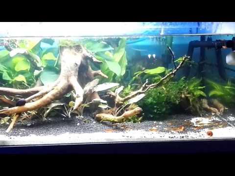 Bystrzyk Amandy / Kirysek Pigmej (Hyphessobrycon amandae / Corydoras pygmaeus ) Akwarium 80l