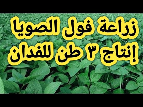 , title : 'زراعة فول الصويا و ميعاد الزراعة المناسب وأفضل طريقة للزراعة وأعلي إنتاجية للفدان'