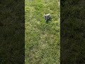 French Bulldog dogs for sale: Treva - Video 1