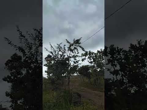 Chácara em Bonfinópolis- Goiás