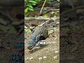 3 "Peacocks" You've Probably Never Seen Before #Nature #Animals #Wildlife
