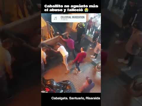 Muere caballo en Cabalgata.             Departamento de Risaralda