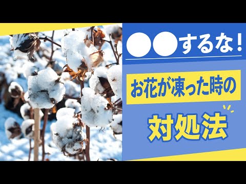 植物がゲルを摂取したかどうかを知る方法 メカニズムがブロックされ、インポテンスが水分を運ぶ