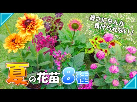 園芸 パープルエキナセア、パープルルドベキア