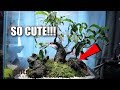 The Cutest Pet Ants In The World! The Cutest Pet Ants In The World!