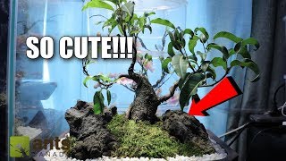 The Cutest Pet Ants In The World