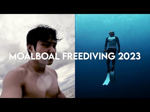 Beginners Freediving in Moalboal | Sardine Run