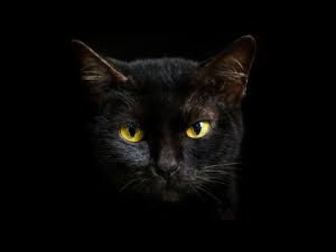 Zek Bubba - BlaccCat Freestyle (Free Coop Free Wic)