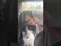 White Van Kedisi And Cream Tabby Sitting Inside The Backpack In The Car Catvideos