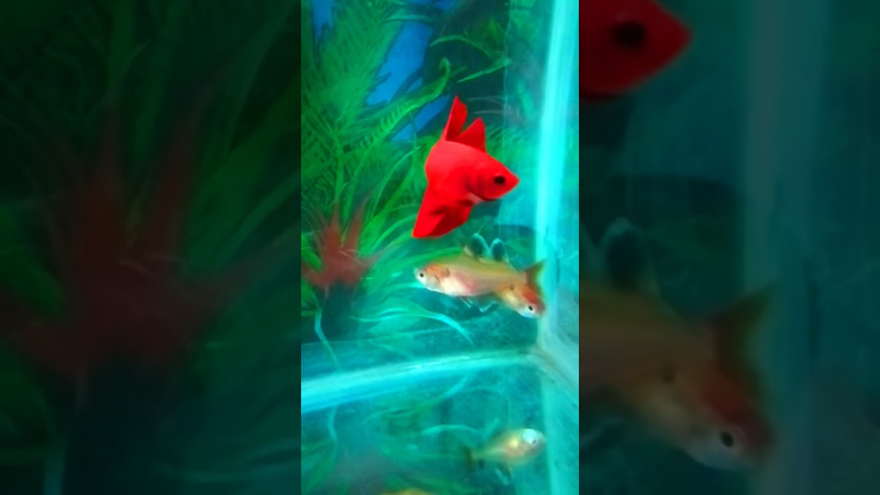 Beautiful Fish #fish #aquaticpets