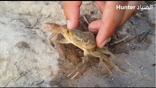صيد سلطعون البحر على ضفاف نهر الفرات فيديو مضحك sea crab funny
