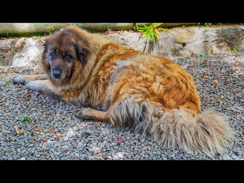 Training Your Portuguese Water Dog: A Step-By-Step Guide