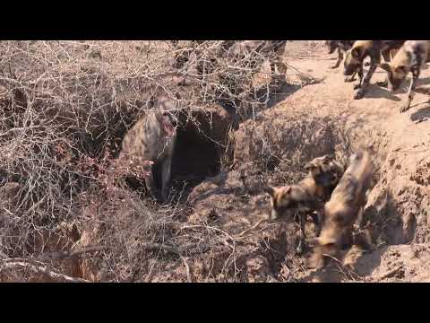 Wild Dogs versus Hyena, Manyeleti, Greater Kruger Park, Africa Safari