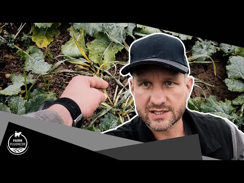 Lebendiger Boden auf dem Rapsfeld | Raps | Farmfluencer