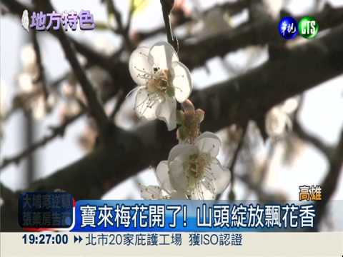 梅花開了! 宛如白雪美不勝收