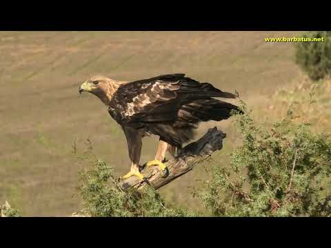 AGUILA REAL | GOLDEN EAGLE | Aquila chrysaetos
