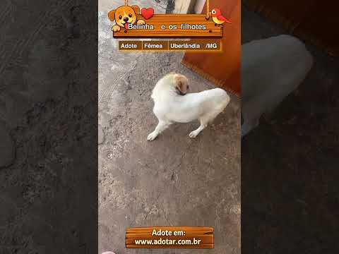 Vídeo de Belinha e os filhotes 