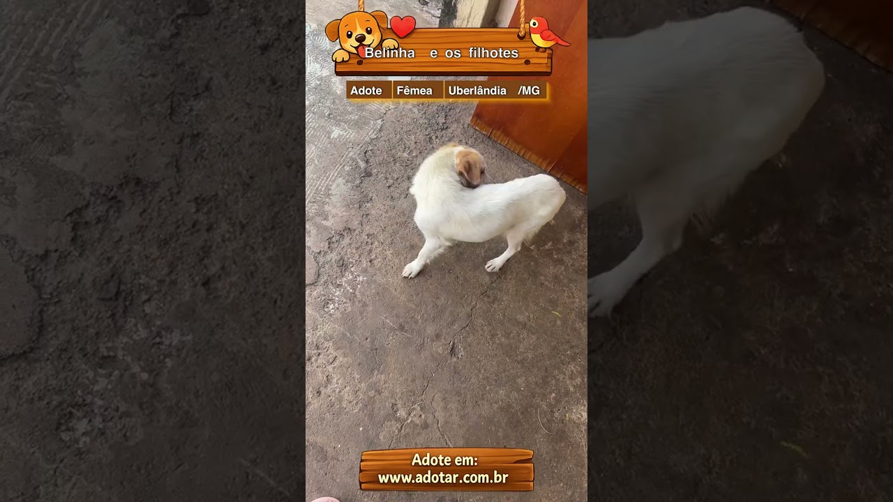 Cachorro raça SRD-ViraLata idade Abaixo de 2 meses nome Belinha e os filhotes 