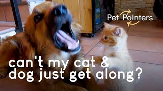 Cats & Dogs Getting Along | Pet Pointers