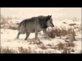 Phosphorescent - Wolves 