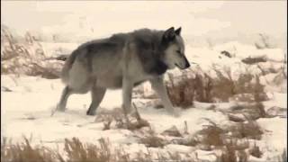 Phosphorescent - Wolves