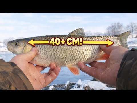 Clean on continuous fire, at -8°C | Ice fishing, active fish