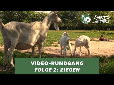 Land der Tiere-Video-Rundgang – Folge 2: Bei den Ziegen 🐐💚