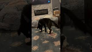 Video preview image #1 Borador Puppy For Sale in Spring Lake, NJ, USA