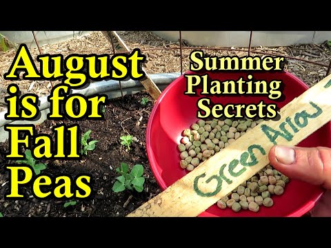 August is for Planting Peas & Secrets to Summer Pea Planting Success