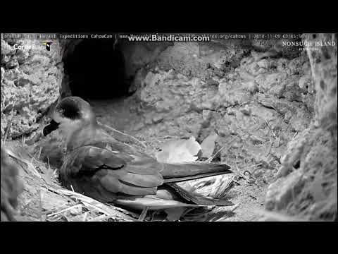 ~ PETREL BERMUDZKI i NIEPROSZONY GOŚĆ ~ Nonsuch Island -  Bermudy  09/11/2018