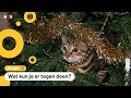 Je kerstboom kan gevaarlijk zijn voor huisdieren