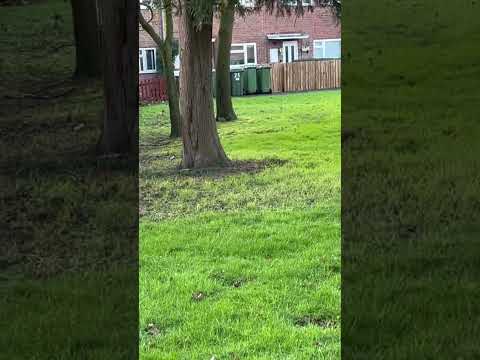 #reels2025  Pre 🛒 squirrel 🐿️ action enjoy 😉 #foryou #