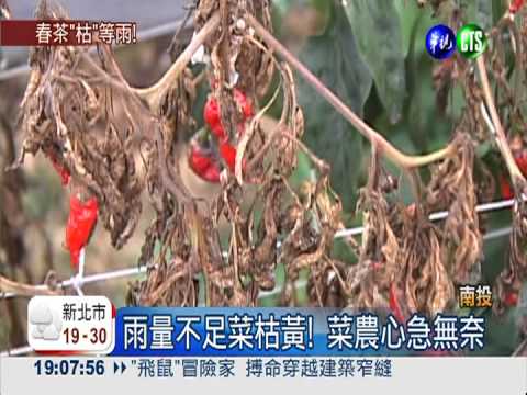 茶園乾巴巴! 鹿谷春茶減少4成