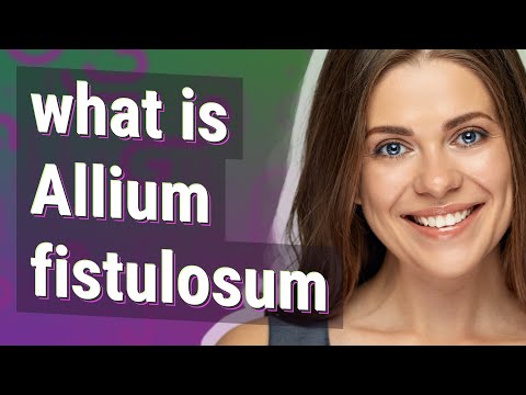 Allium fistulosum | meaning of Allium fistulosum
