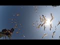 Seagull Feeding Frenzy On The Beaches Of Progreso Yucatán ️