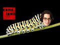Adam's Bug Diet - CTown