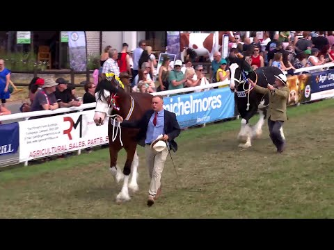 Pencampwriaeth Ceffylau Gwedd | Shire Horse Championship