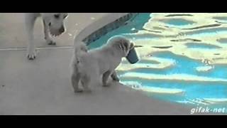 Doggy pool! gif
