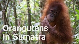 Orangutans in the Wild Bukit Lavang [Indonesia 2013]