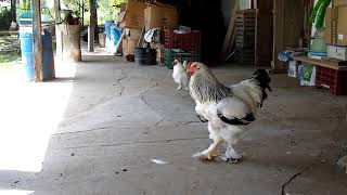 SILKIE VS BRAHMA ,FUNNY VIDEO,AGROKOTA.GR  /  Panasonic dmc TZ10