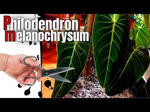 Philodedron melanochrysum - easy and fast propagation cutting and care guide from german plant guy
