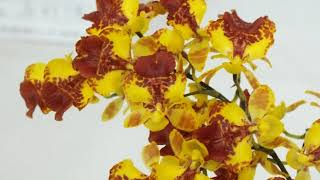 花、花のスライドショー､ラン科①ア､サ行20180417