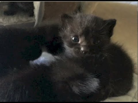 Rescue Kittens Walking Fast & Feral Cats Leaving Kittens - #12 - Feral Cat Family Socialization